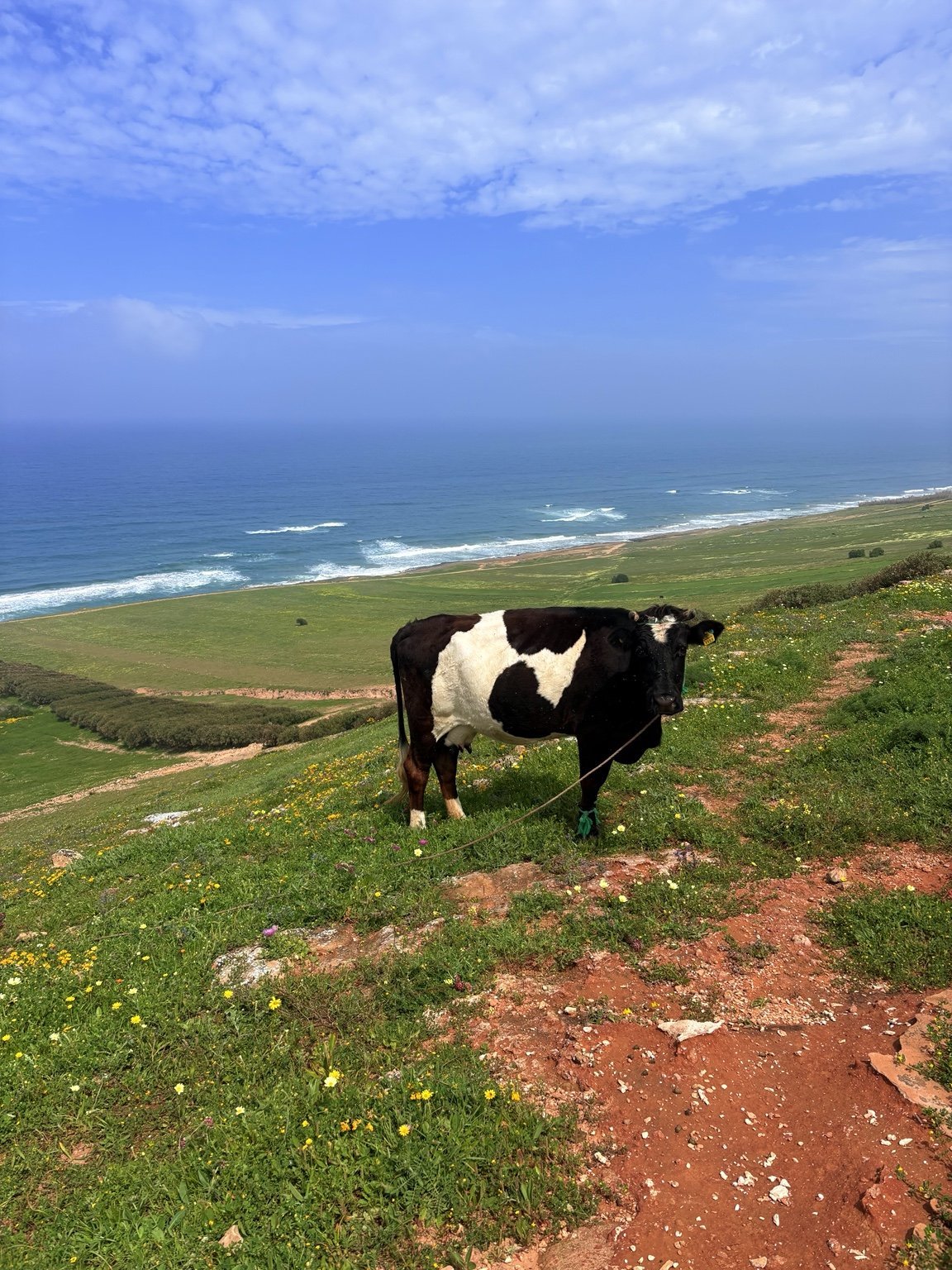 Paysage rural et vache dans une prairie face à l’océan