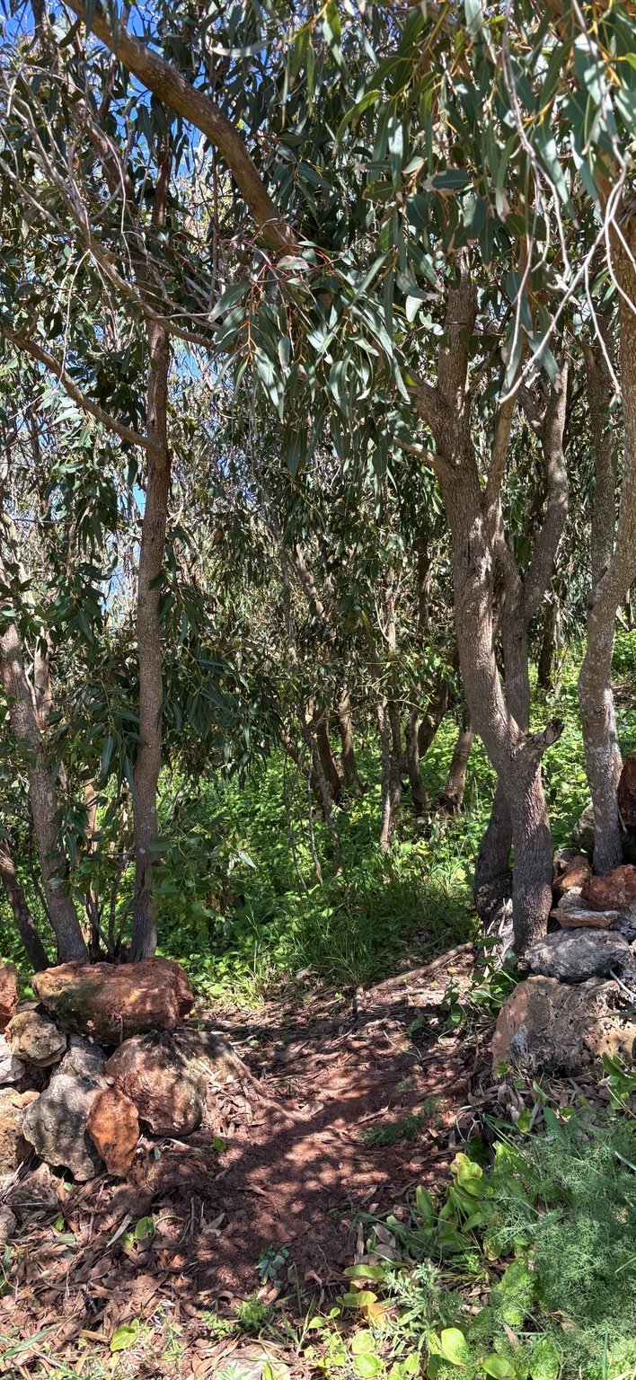 Sous-bois de la forêt présente sur le terrain